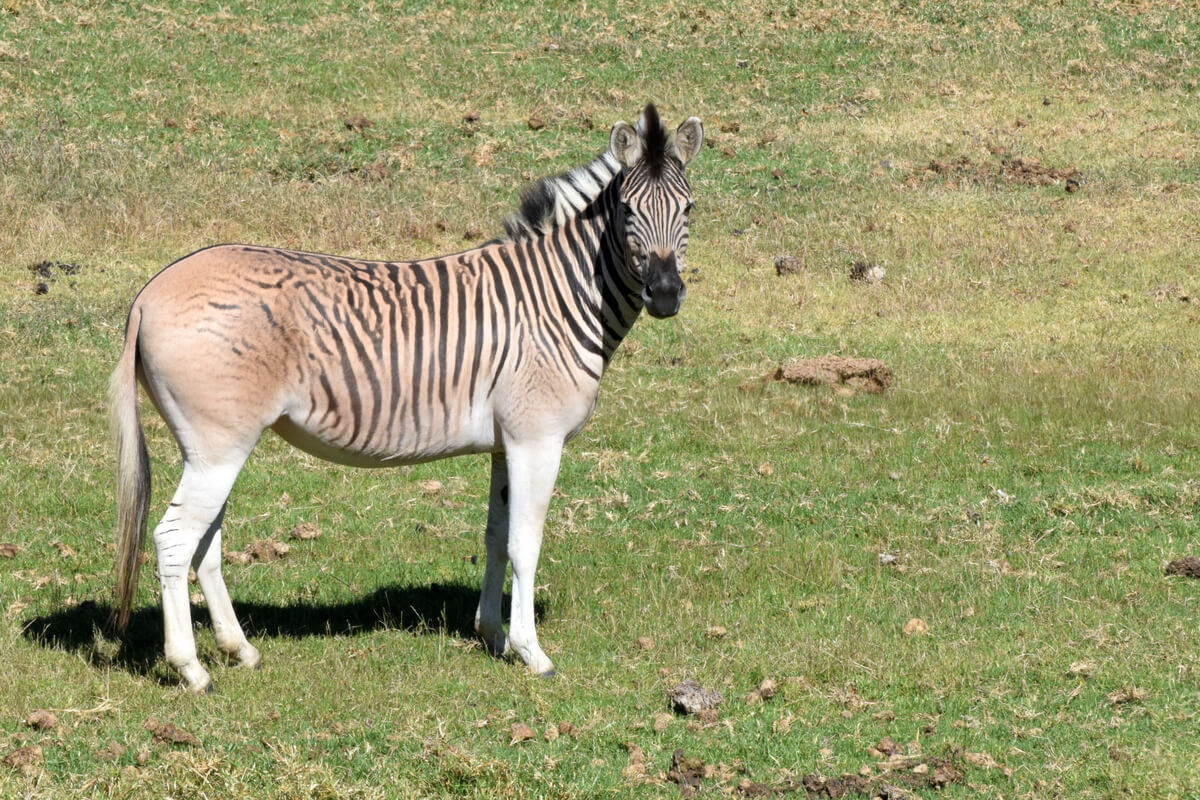 Un cebrallo mira a cámara.