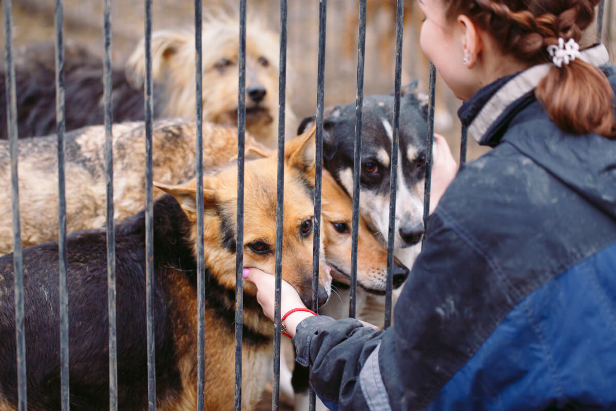 Centros de Recuperación y Rehabilitación de animales.
