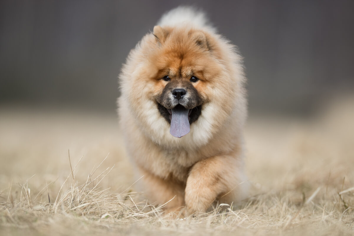 A tan chow chow running with its blackish-blue tongue hanging out.