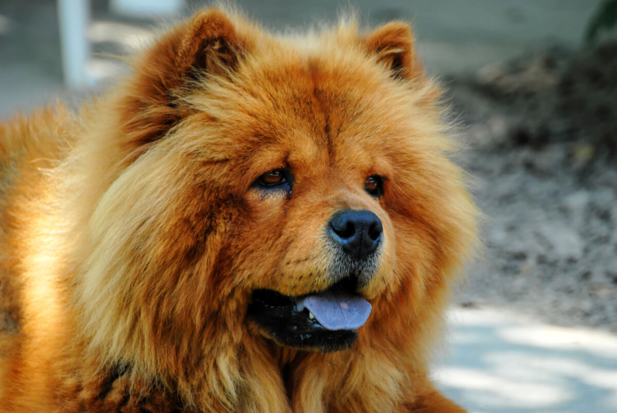 A chow chow.