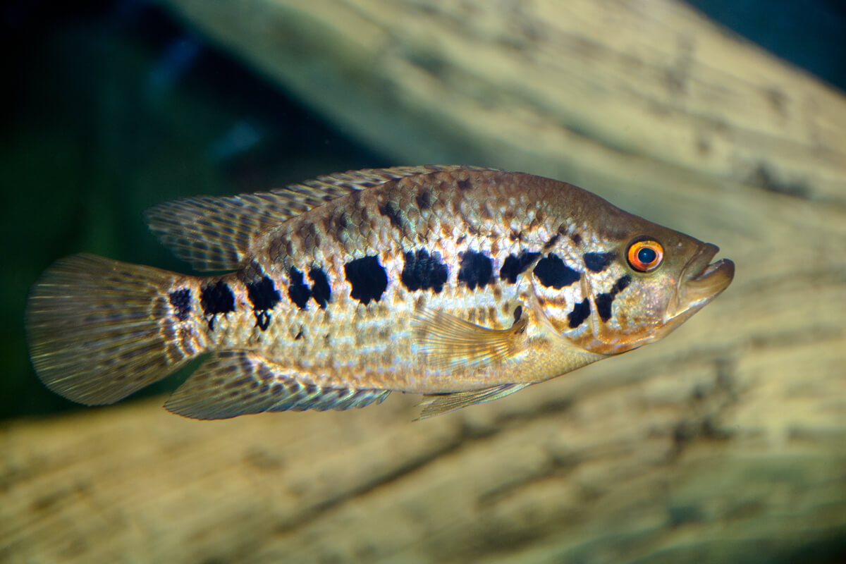 Cíclido jaguar: otro de los peces carnívoros para el acuario.