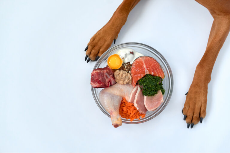 Vitamina D: ¿por qué influye en la salud de las mascotas?