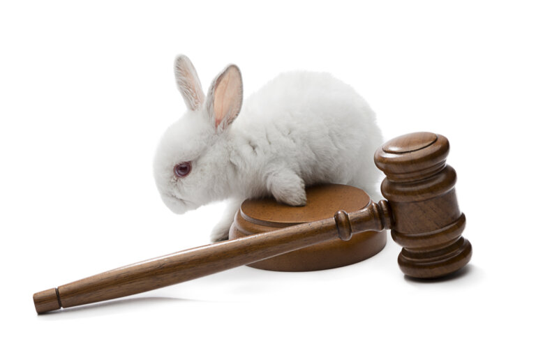¿Qué es un procurador de tribunales sobre animales?