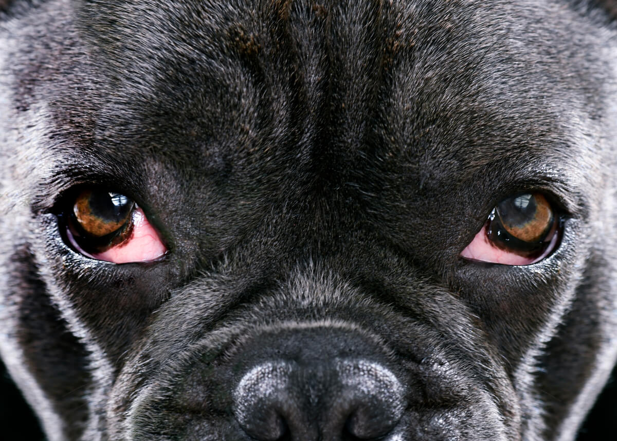 Un síntoma de la conjuntivitis en perros.