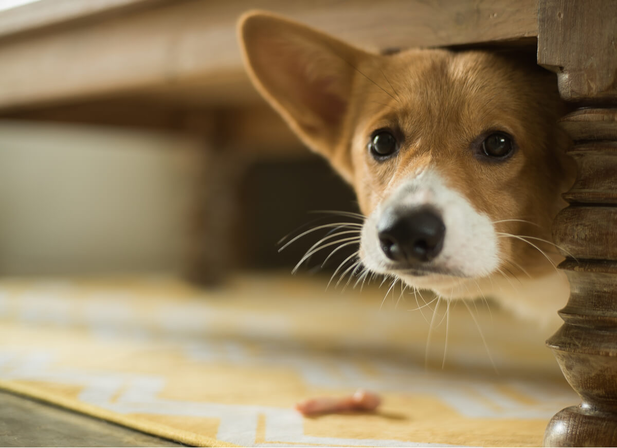 Un corgi asustado bajo una mesa.
