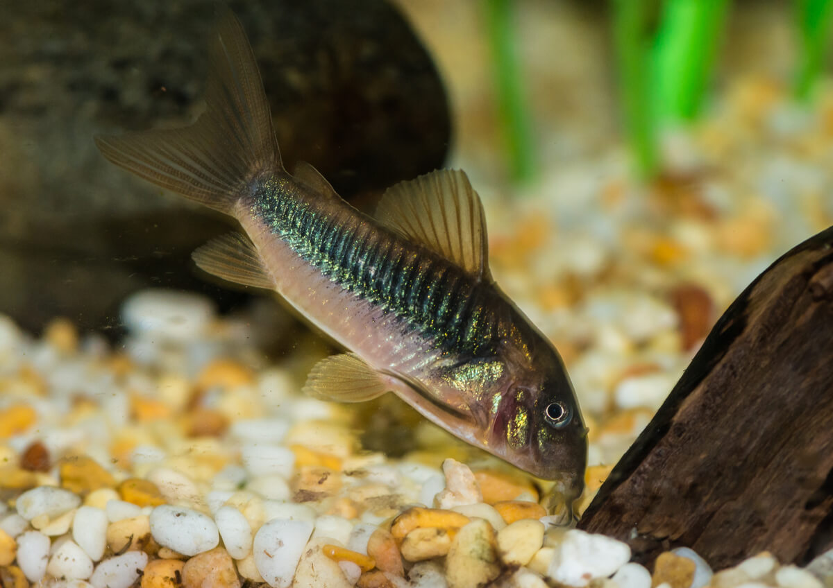 Las corydoras bronce son animales que no necesitan un filtro.