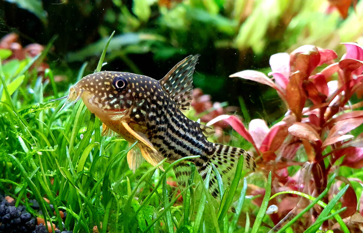 matiz Chaleco Carnicero 4 peces de fondo ideales para tu acuario - Mis Animales