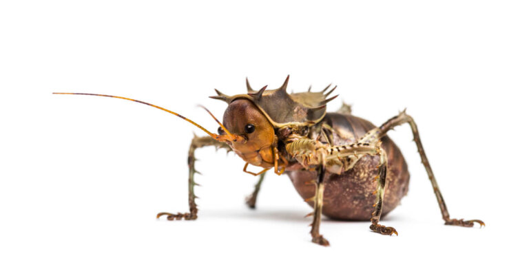 Grillo erizo gigante (Cosmoderus femoralis): cuidados en cautiverio