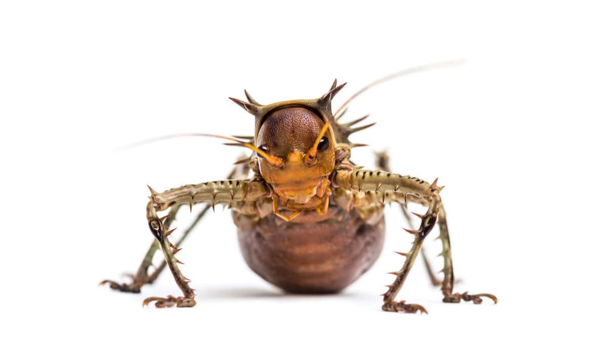 Un Cosmoderus femoralis de frente.