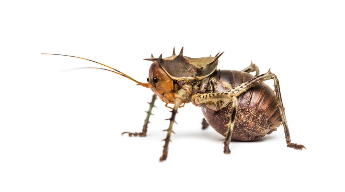 Sidovy av en Cosmoderus femoralis.