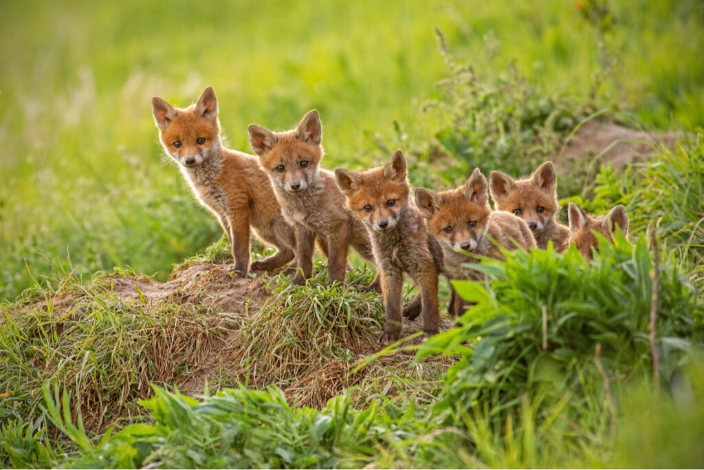 El zorro rojo es uno de los mejores padres del reino animal.