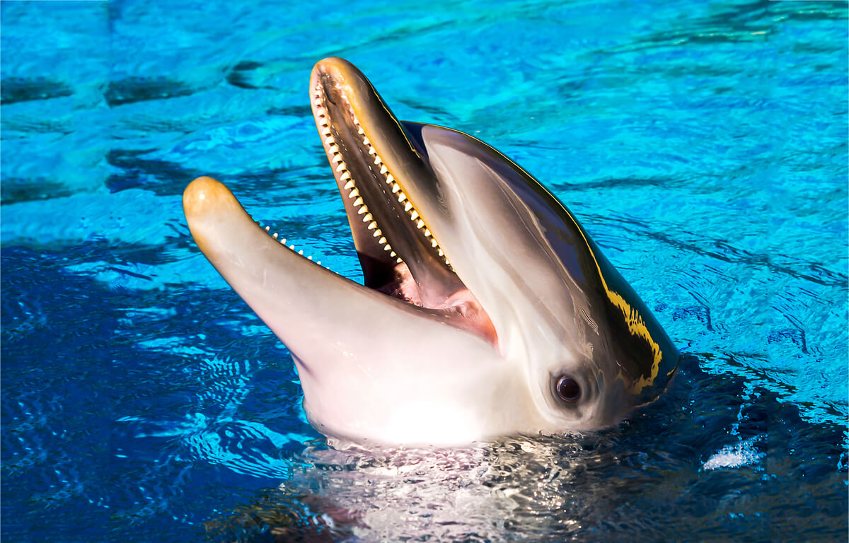 Un delfín abre la boca contento.