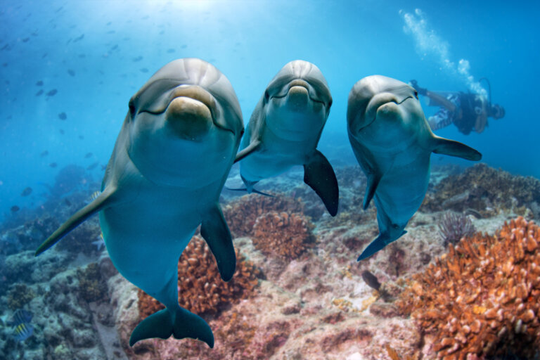 La extraña razón por la que los delfines beben la orina
