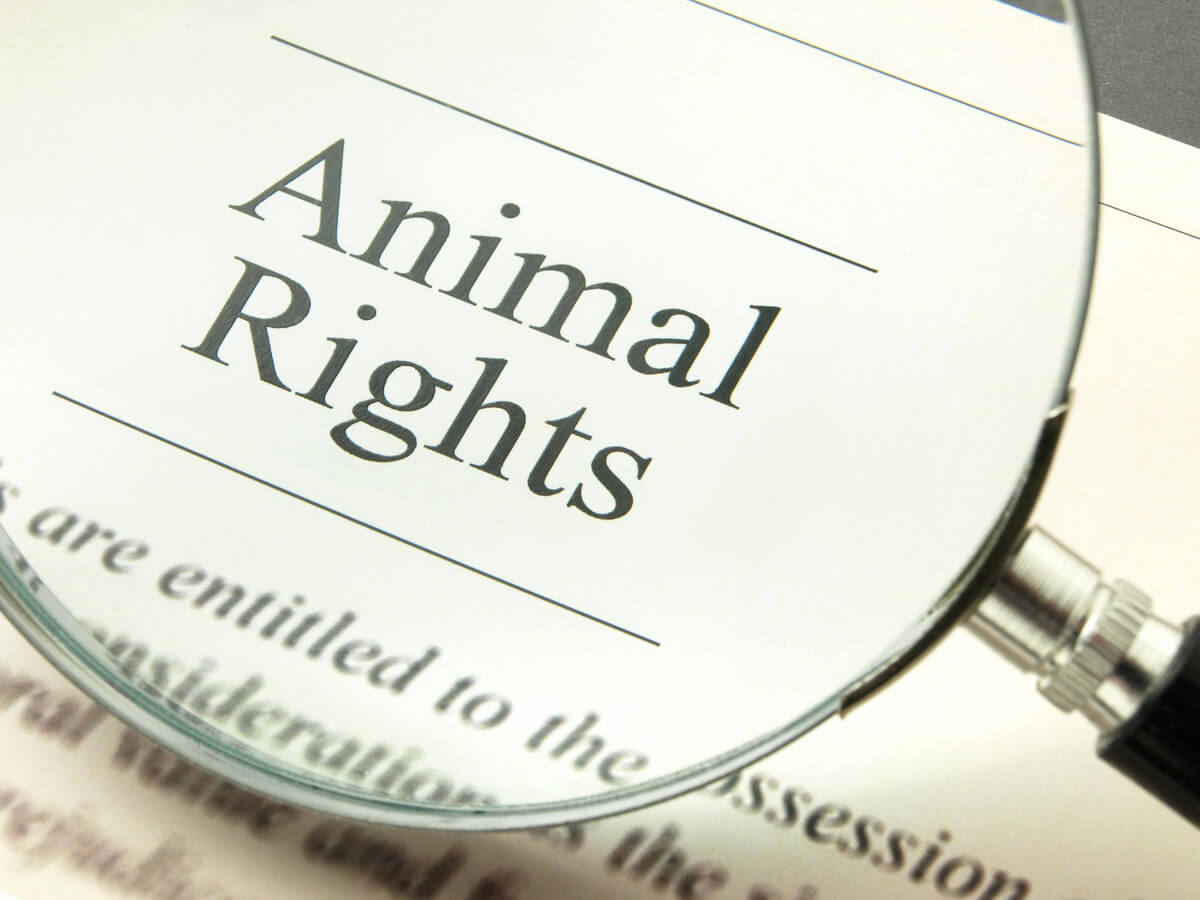 Concepto de los derechos animales.
