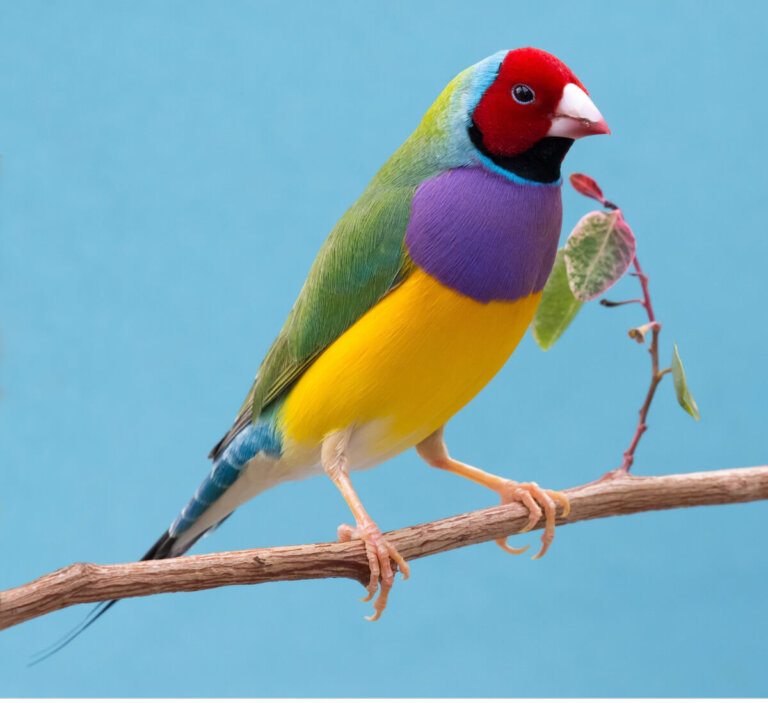 Diamantes de Gould: cuidados y características