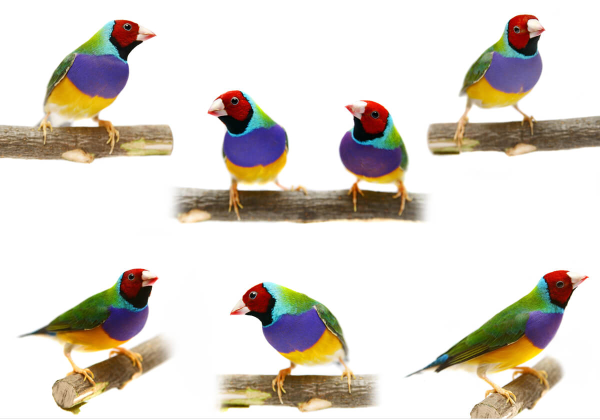 Un diamante de Gould con diferentes poses.