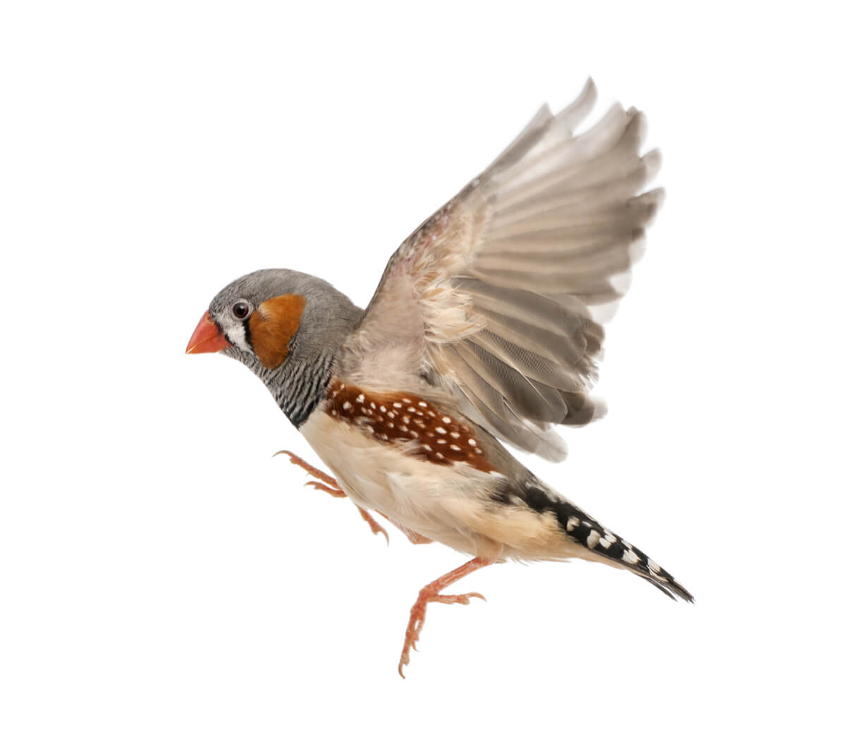 Un pájaro volando.