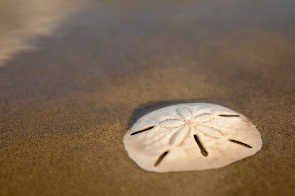 Un dólar de arena en la playa.