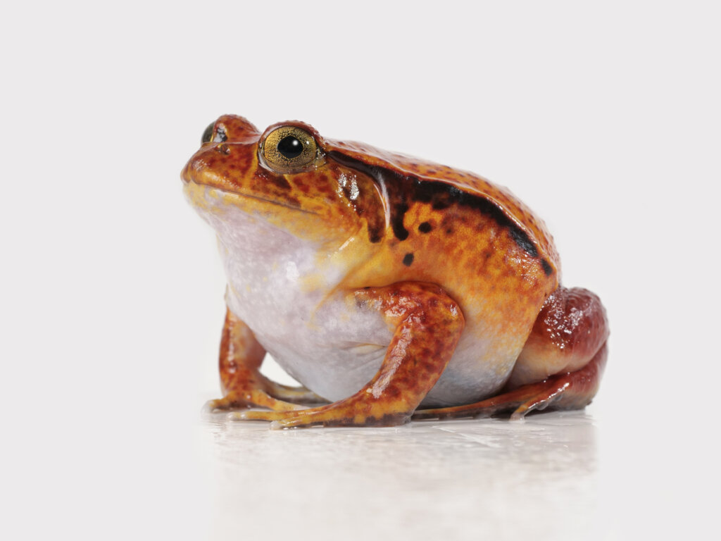 Una rana Dyscophus sobre un fondo blanco.