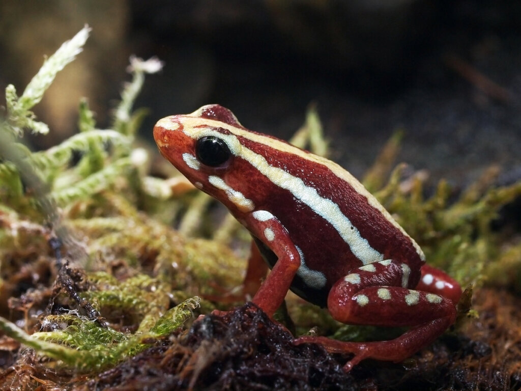 Una Epipedobates tricolor de pequeño tamaño.