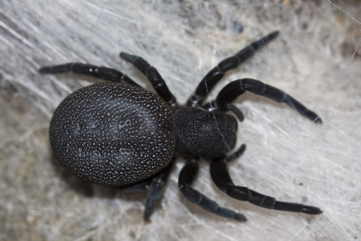Una Eresus sobre su tela de araña.