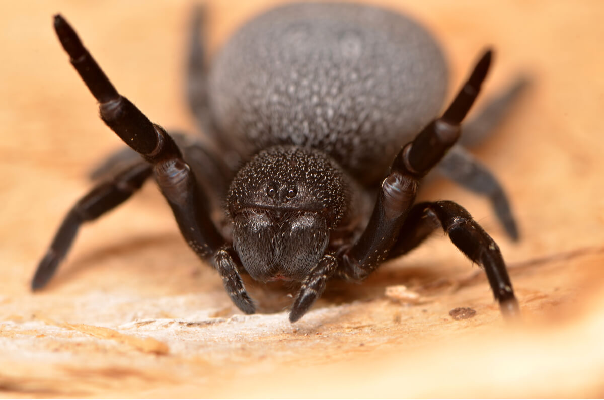 Una araña Eresus walckenaeri levanta las patas.