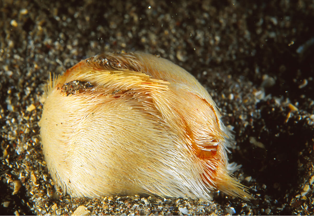 Los erizos de mar también pueden ser peludos.