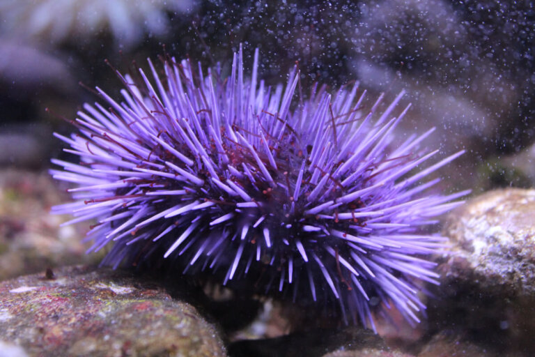 5 curiosidades de los erizos de mar