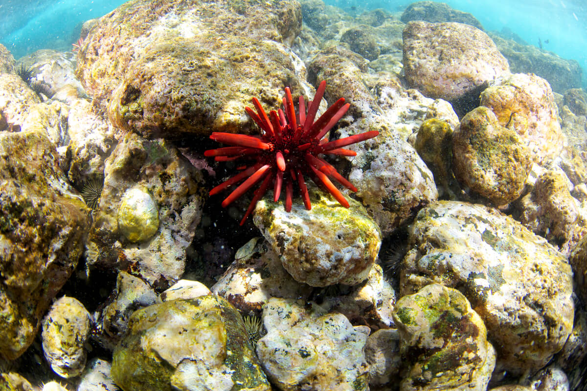 Los erizos de mar vienen en muchas formas y colores.