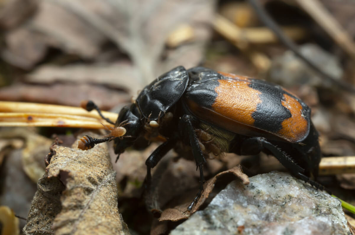Los escarabajos enterradores son animales carroñeros.