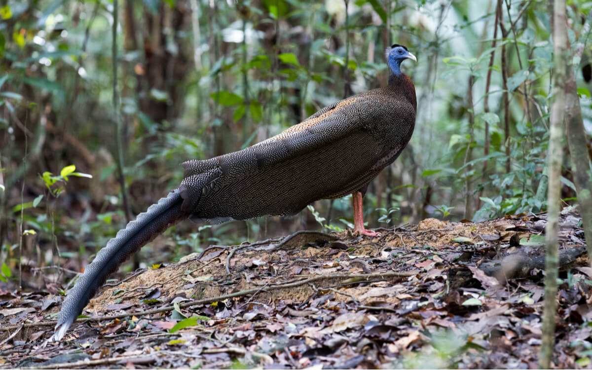 Tipos de faisánidos y faisán argos.