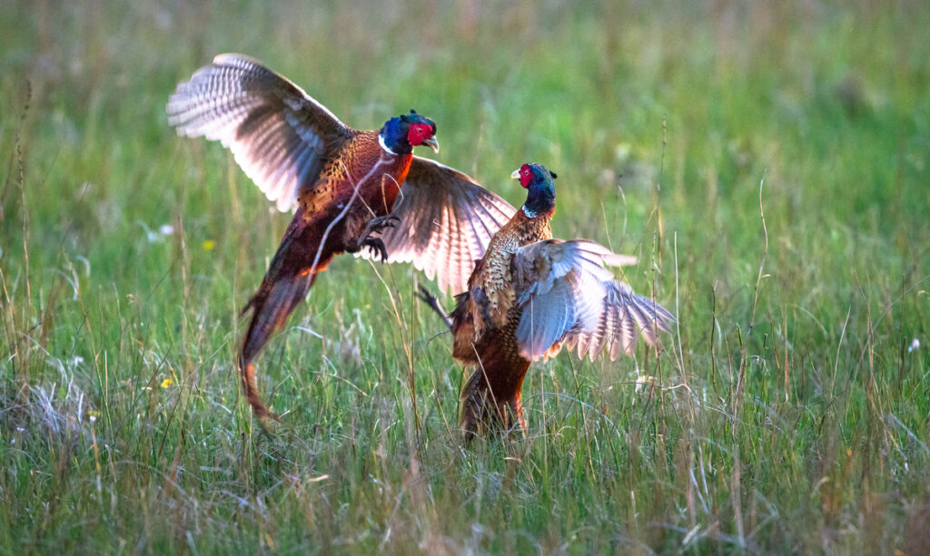 Dos faisanes luchando.