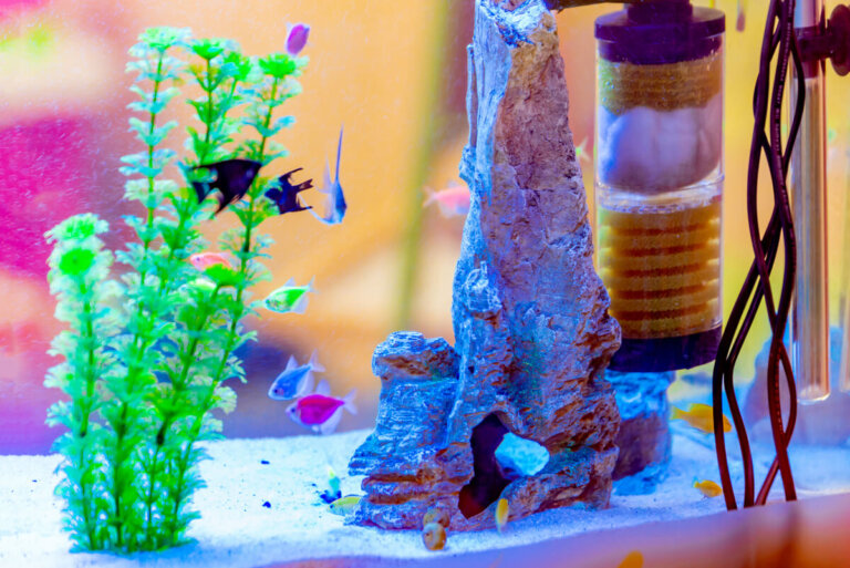 Cómo construir un filtro casero para tu acuario