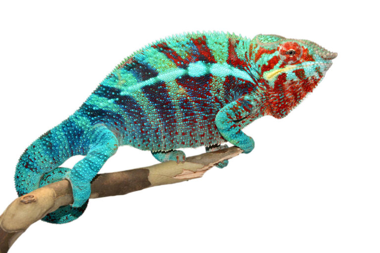 Camaleón pantera (Furcifer pardalis): cuidados en cautiverio