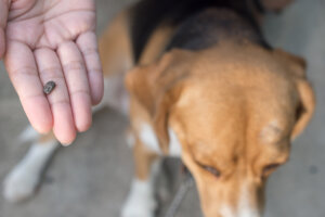 ¿Cuáles son las causas de la borreliosis en perros?