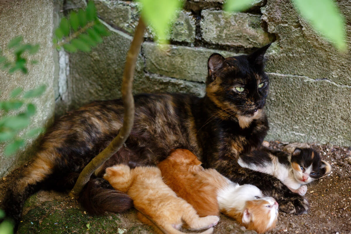 El nacimiento de camadas es un motivo por el cual perros y gatos acaban en refugios.