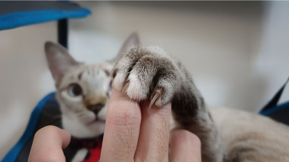 Pourquoi les chats se mordent-ils les chevilles?