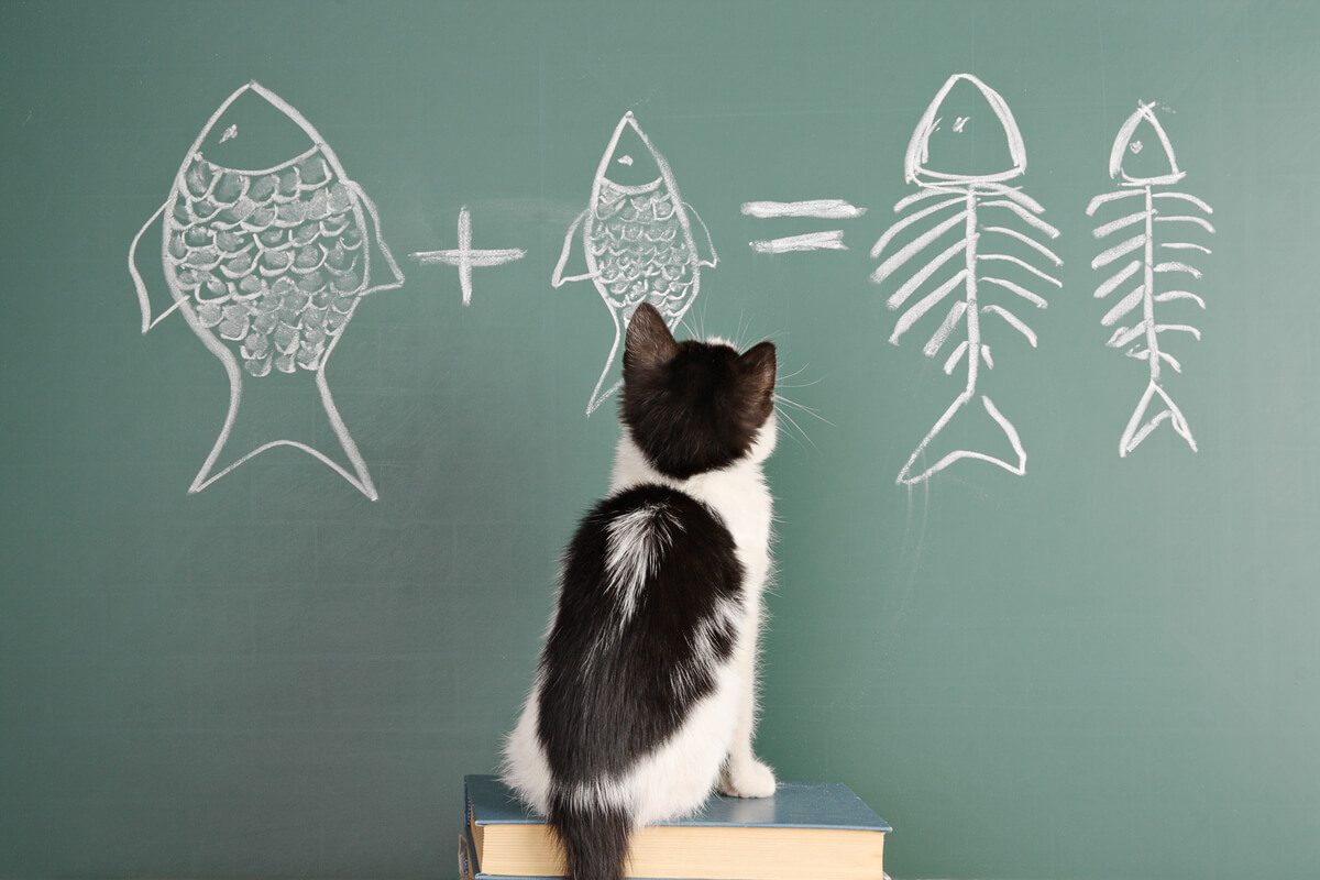 Un gato hace cálculos matemáticos.