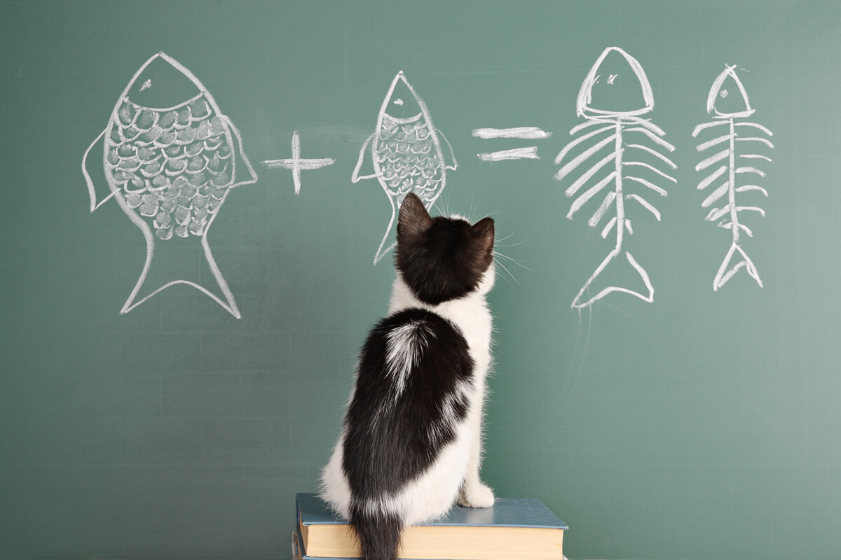 Un gato hace cálculos matemáticos.