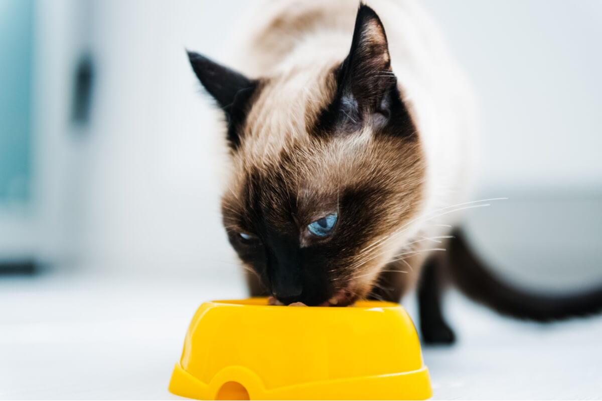 La hiperlipidemia en gatos se contrarresta con la dieta.