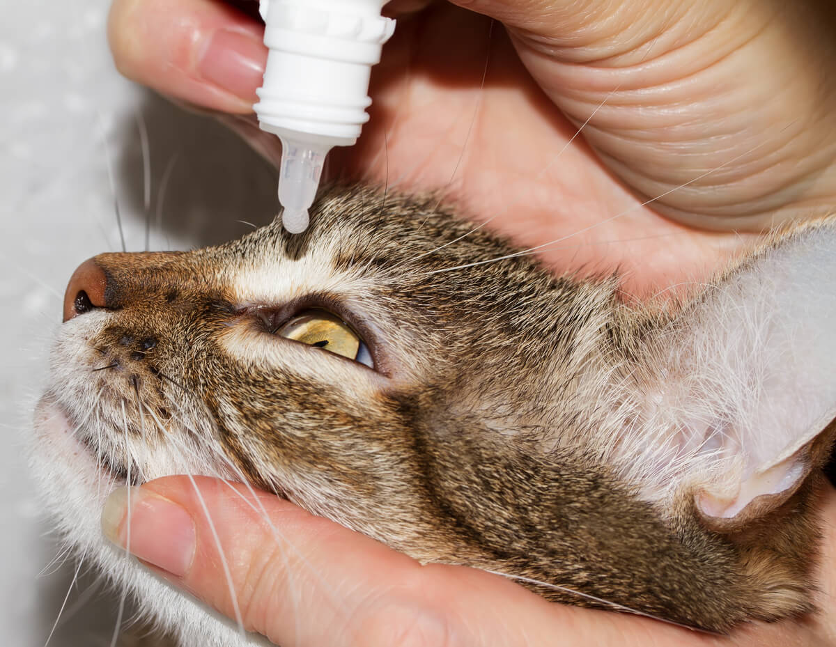 Un gato con conjuntivitis tratado con gotas.