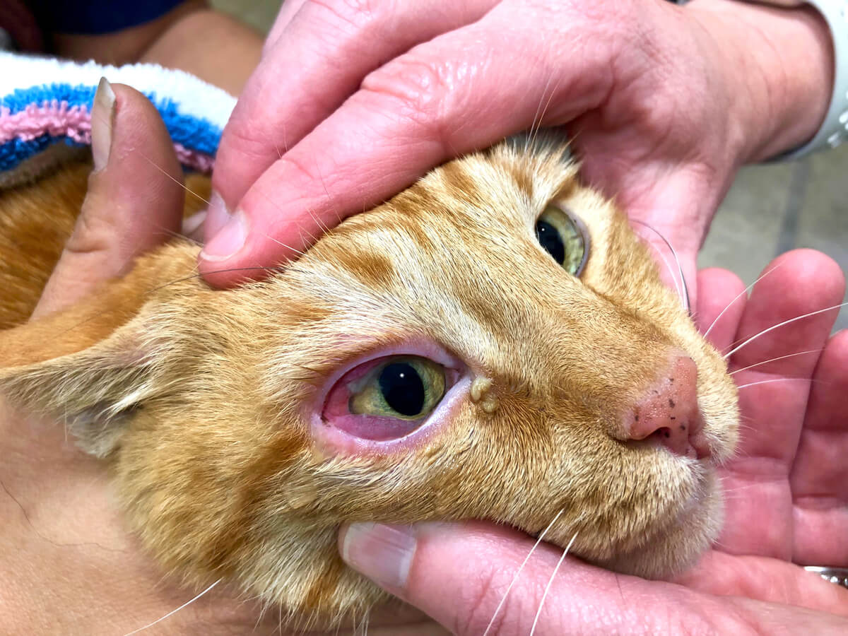 Grauer Star bei Katzen - Katze mit entzündetem Auge