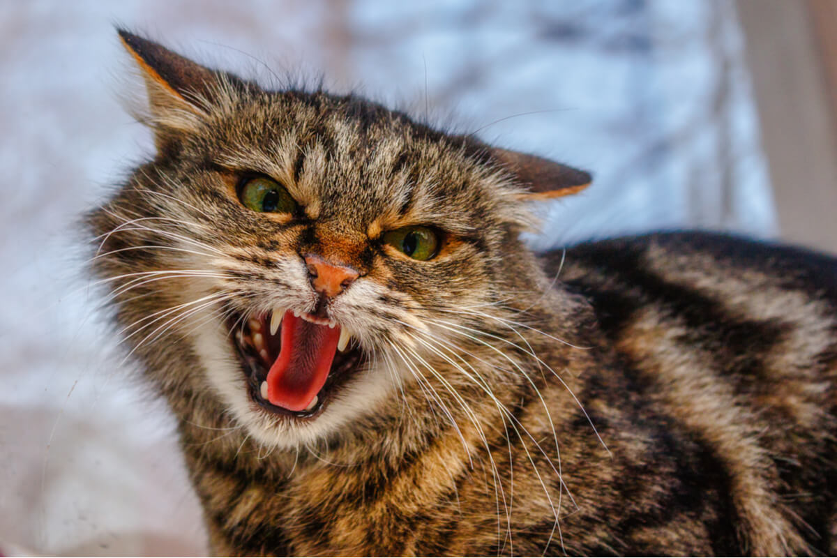 An angry cat staring at the camera.
