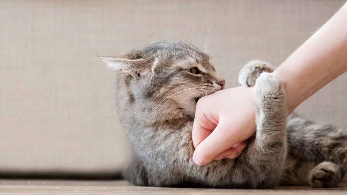 Un gato jugando con su tutor.