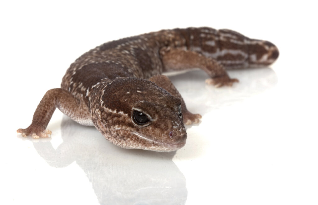 Un gecko de cola gorda sobre un fondo blanco.