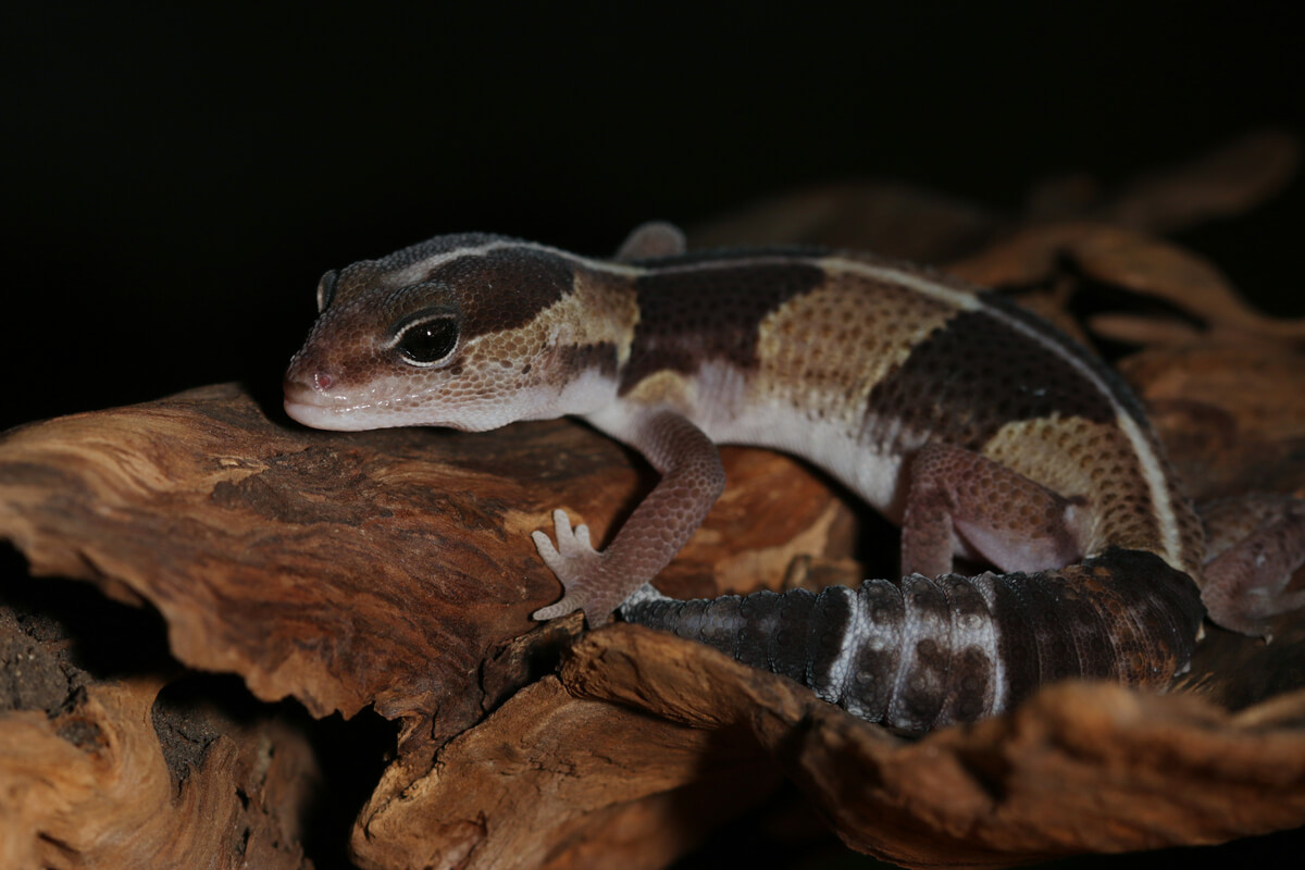 Un gecko de cola gorda sobre el sustrato.