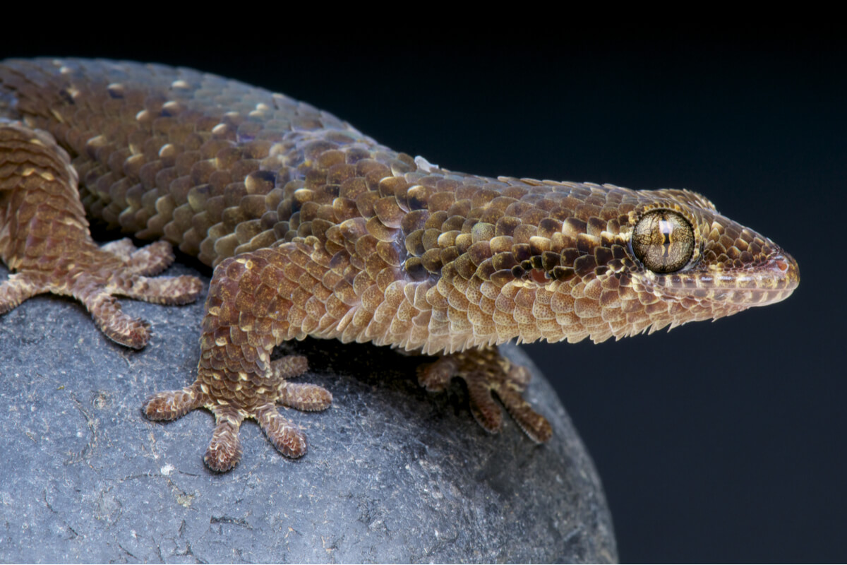 Un ejemplar de Geckolepis maculata.