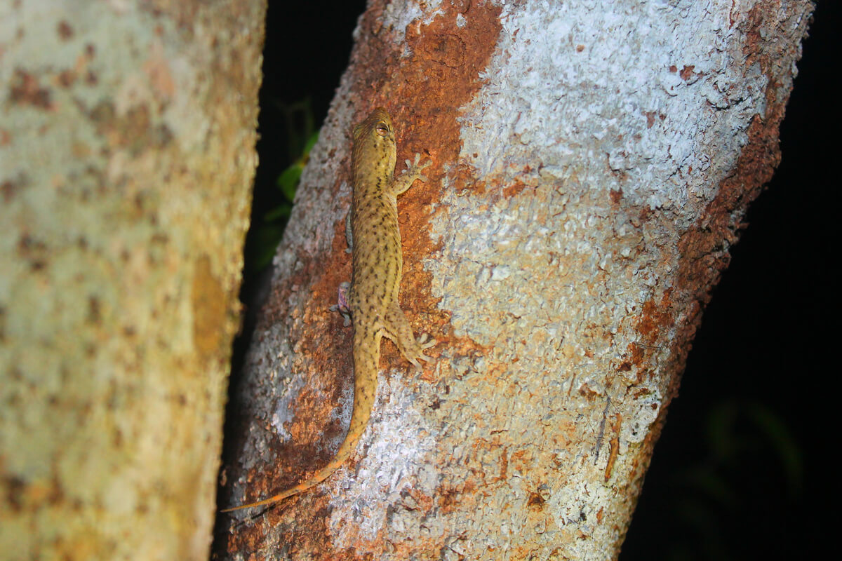 Un ejemplar de Geckolepis maculata sobre un árbol.