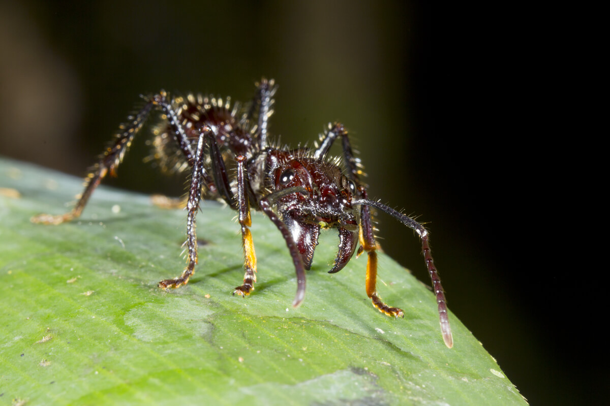 Las hormigas soldado tienen potentes mandíbulas.