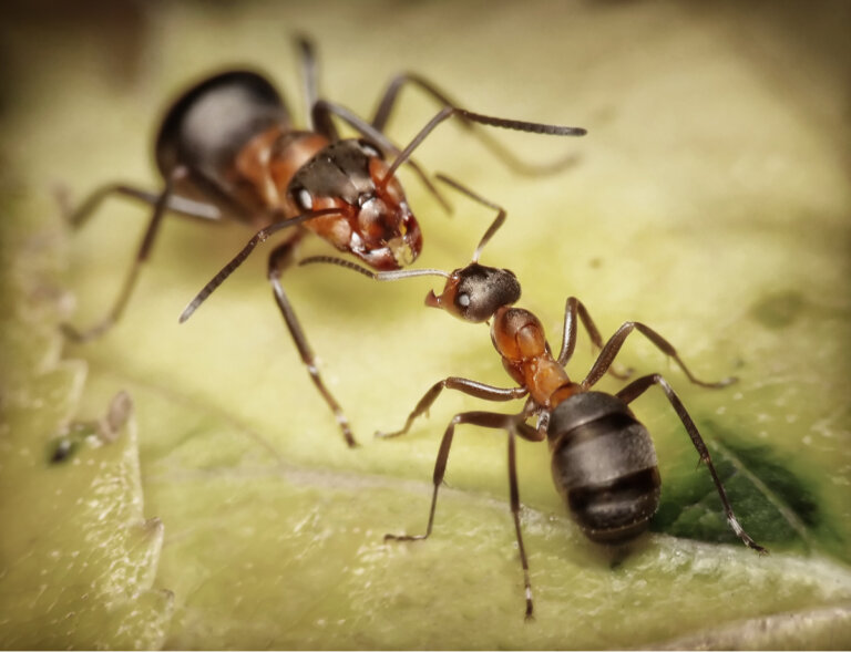 5 curiosidades de las hormigas soldado